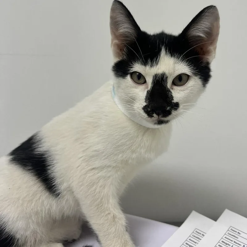 A baby small-sized male Domestic Short Hair cat named Neville for adoption in Hattiesburg, MS