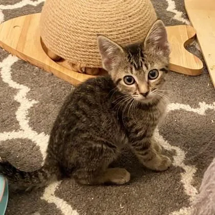 A baby small-sized female Domestic Short Hair cat named Tiger Lilly for adoption in Wheaton, IL