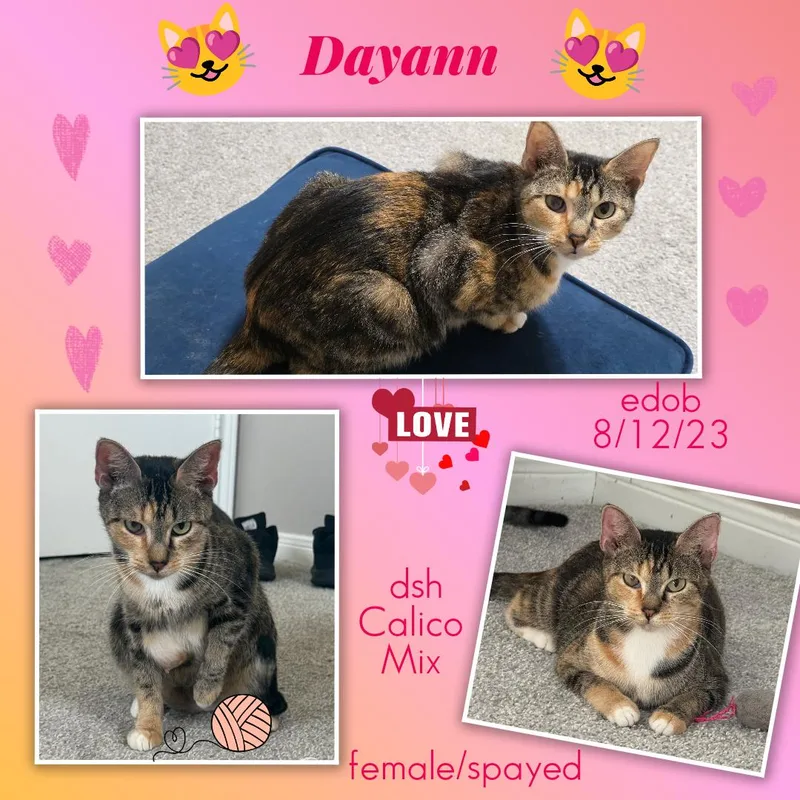 Dayann ORT thumbnail 3