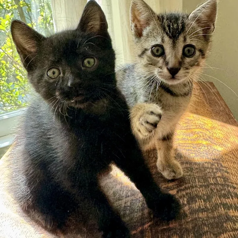 A baby small-sized male Brown / Chocolate Domestic Short Hair cat named Copper for adoption in Tustin, CA