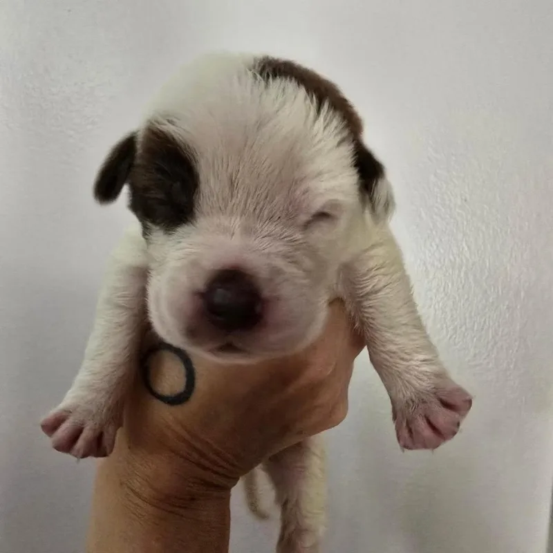 A baby small-sized female White / Cream Australian Shepherd dog named Cupid Shuffle for adoption in Conway, AR