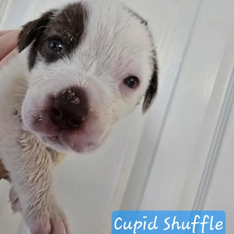 Cupid Shuffle thumbnail 3