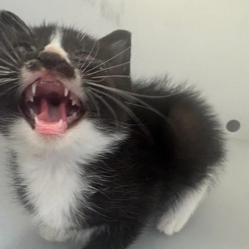 A baby small-sized male Black Domestic Short Hair cat named Charlie for adoption in Columbus, GA