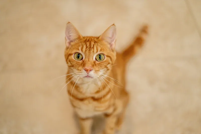 An adult medium-sized male Orange / Red Domestic Short Hair cat named Gin Rickey for adoption in Hilton Head Island, SC