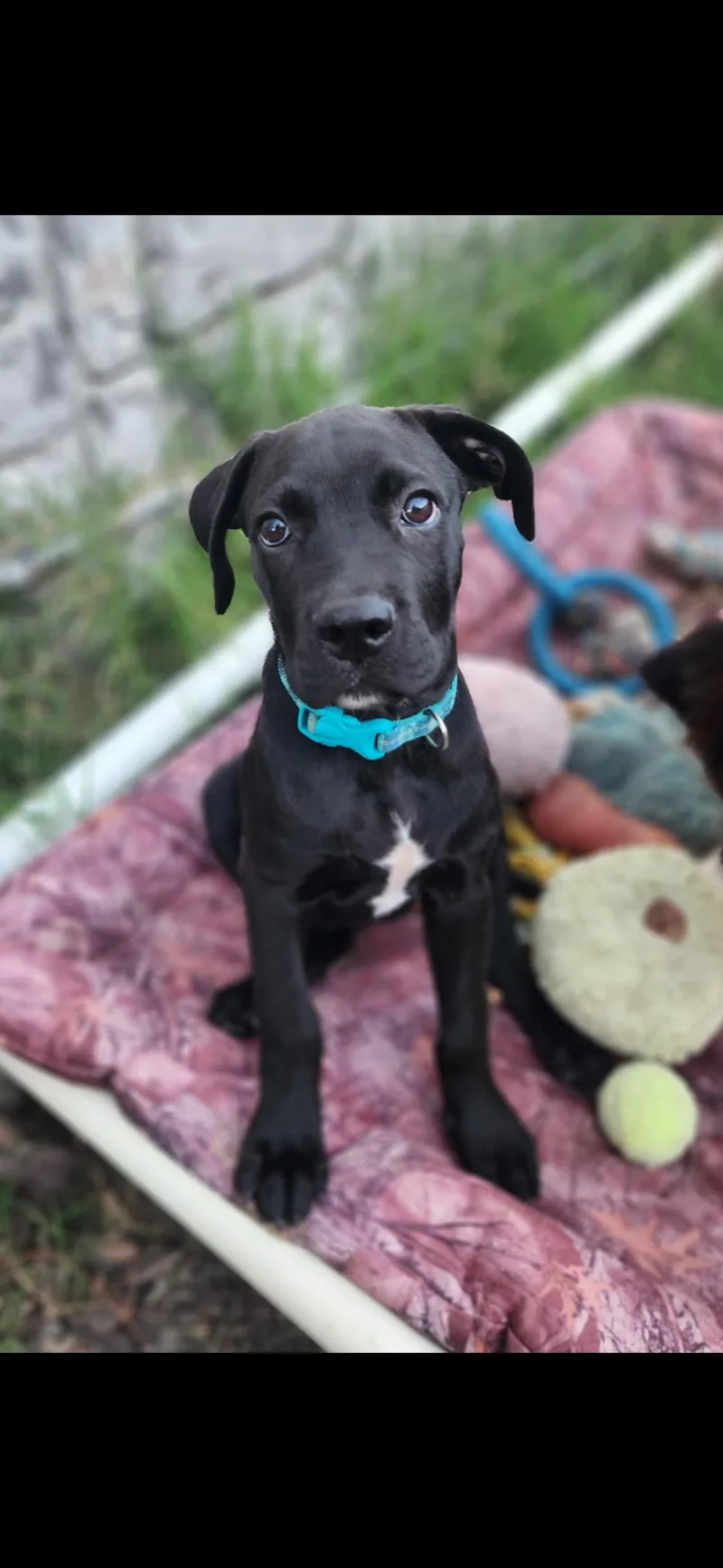A baby medium-sized male Black Cane Corso dog named Sleipnir for adoption in Hayward, CA