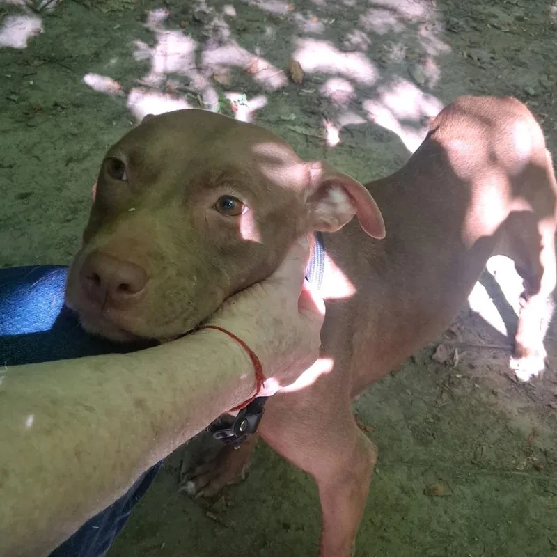 An adult medium-sized female Brown / Chocolate Pit Bull Terrier dog named Vegas for adoption in Greensboro, NC