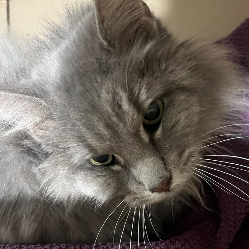 A senior medium-sized female Gray / Blue / Silver Domestic Long Hair cat named Cat Yuki for adoption in Oak Park, IL