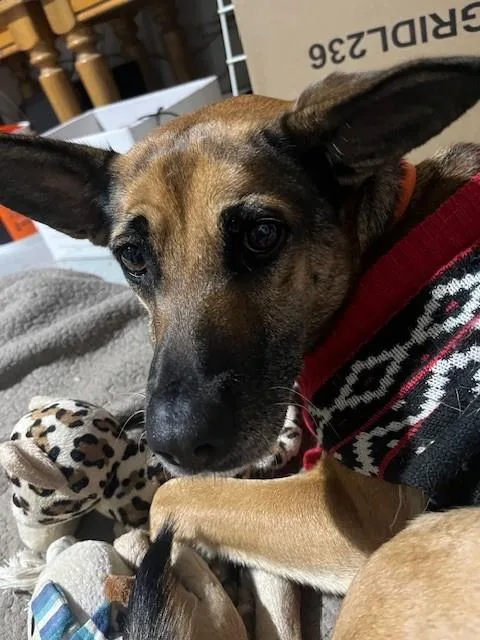 An adult medium-sized female German Shepherd Dog dog named Babygirl for adoption in Riverside, CA
