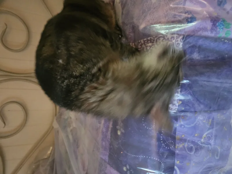 Tigerlily thumbnail 2