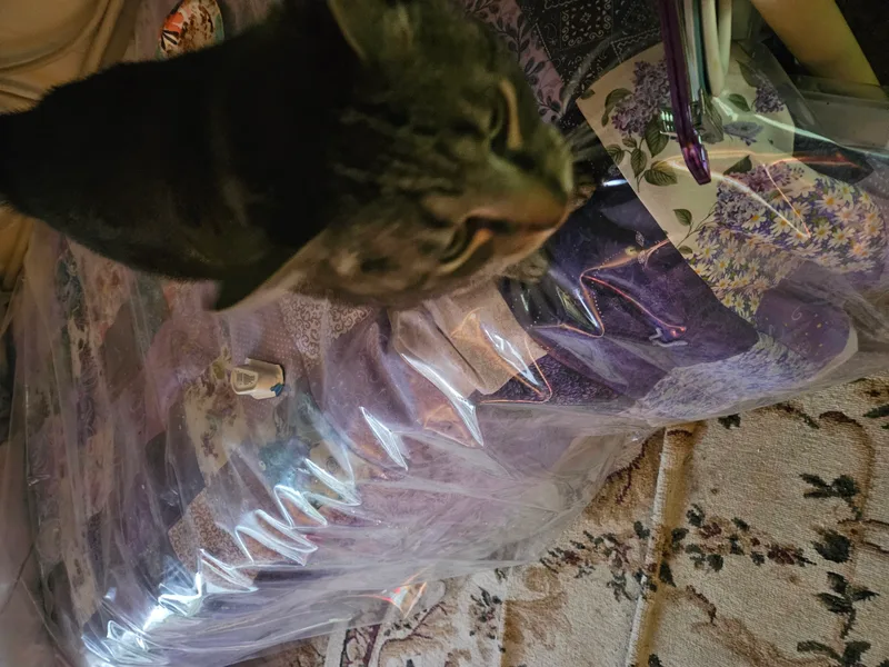 Tigerlily thumbnail 3