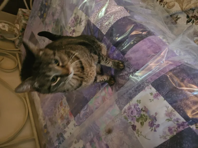 Tigerlily thumbnail 4