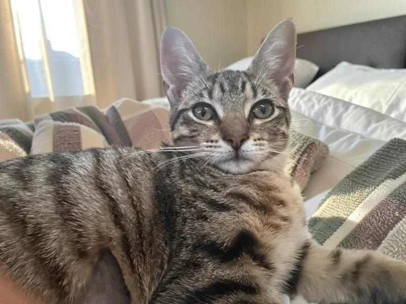 A baby medium-sized female Tabby (Brown / Chocolate) Domestic Short Hair cat named Lucy for adoption in Houston, TX