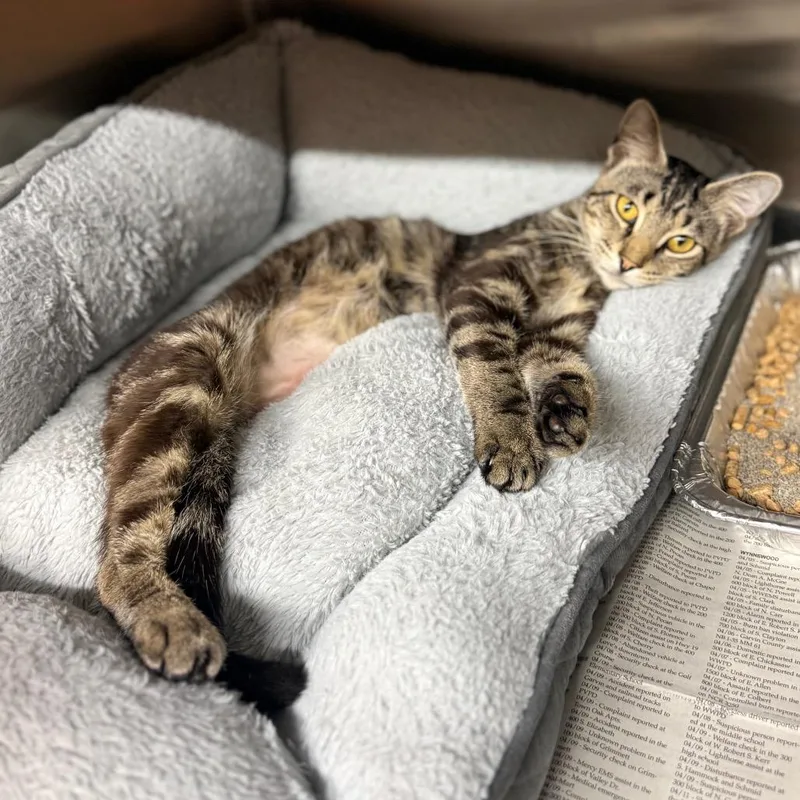 An adult medium-sized male Brown / Chocolate Domestic Short Hair cat named Yardstick for adoption in Pauls Valley, OK