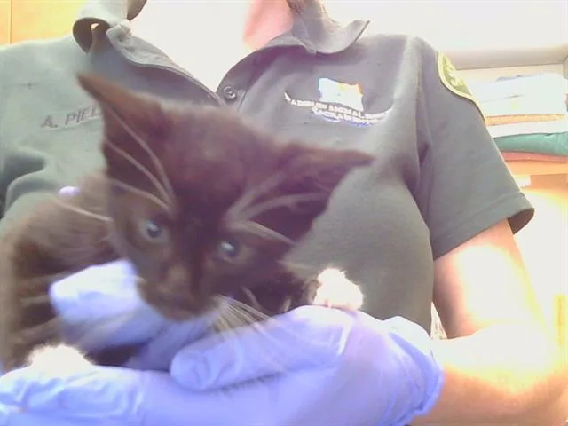 A baby small-sized male Domestic Short Hair cat named Jenson for adoption in Sacramento, CA