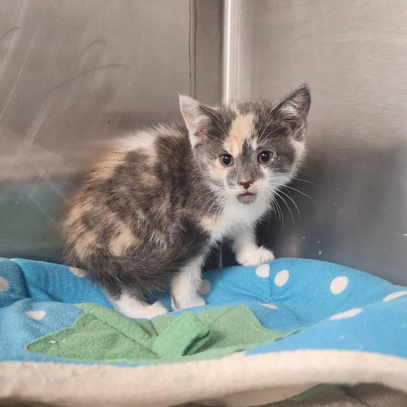 A baby small-sized female Calico Domestic Short Hair cat named Evie for adoption in Evensville, TN