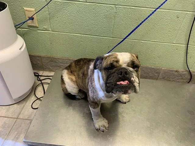 An adult medium-sized female English Bulldog dog named Ruby for adoption in Grand Prairie, TX