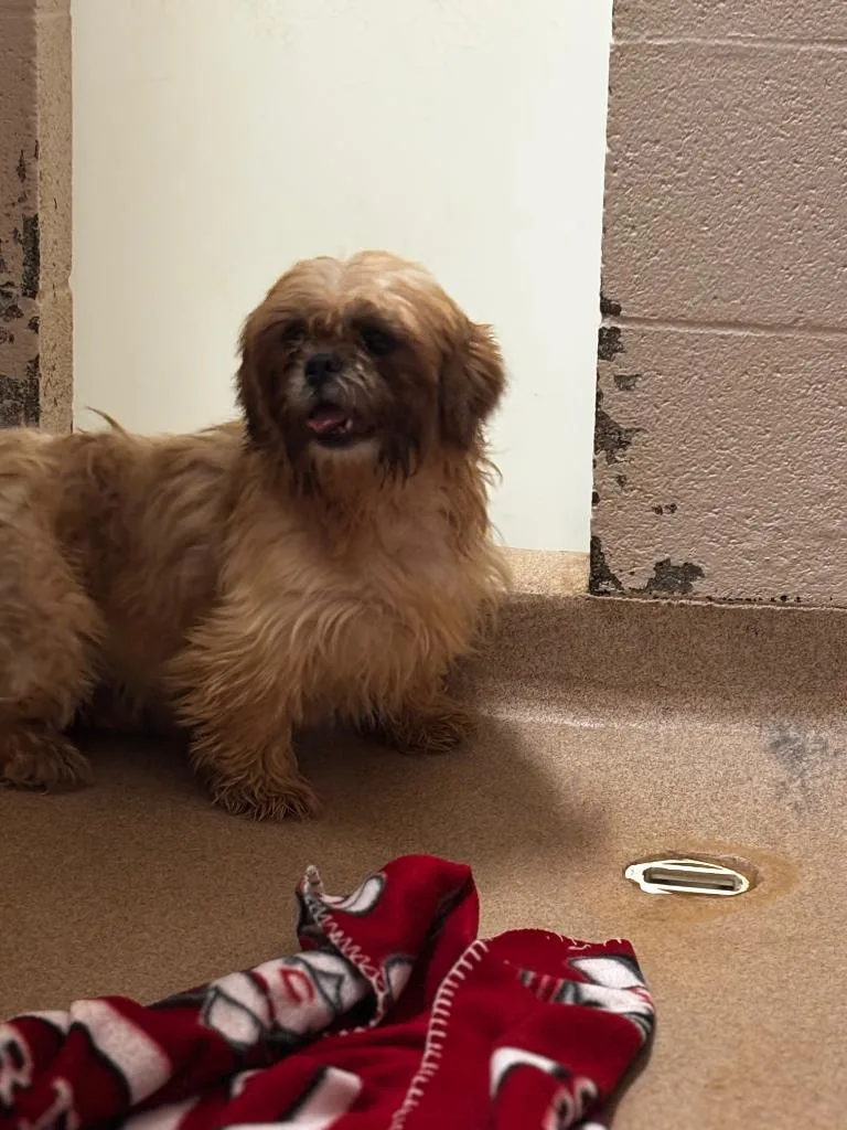 An adult small-sized female Cockapoo dog named August for adoption in Lima, OH