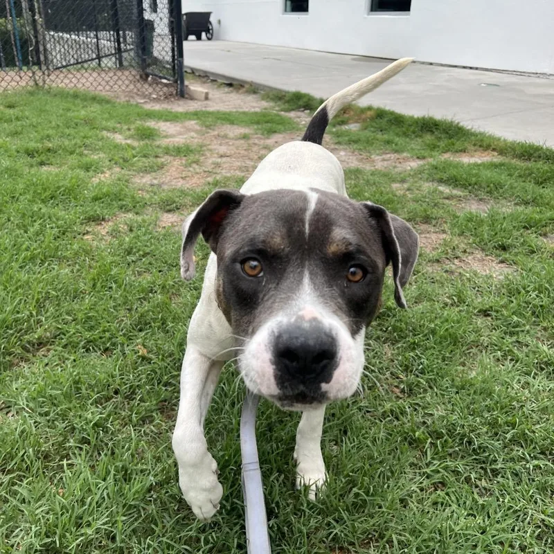 An adult medium-sized male White / Cream Mixed Breed dog named Alfred for adoption in Jacksonville, FL