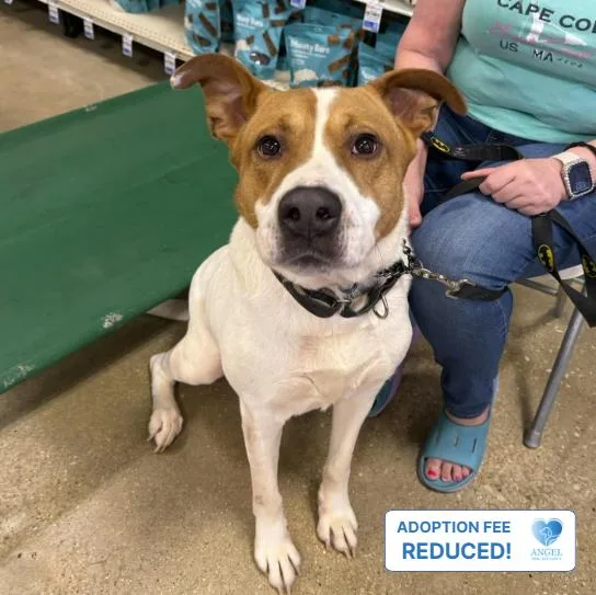 An adult large-sized male Bicolor American Staffordshire Terrier dog named Toffee for adoption in Naperville, IL