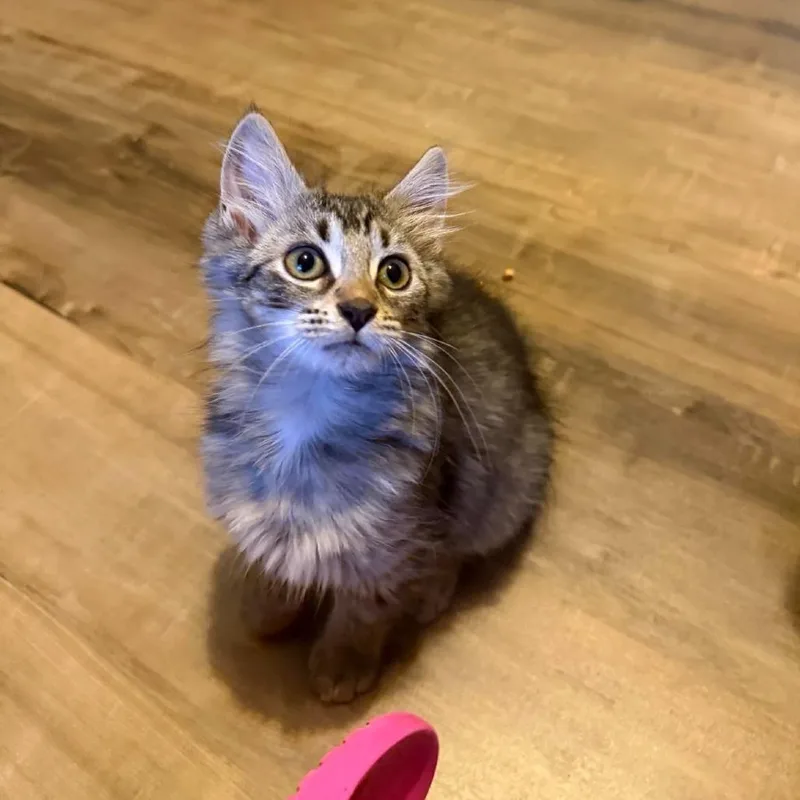A baby small-sized female Domestic Long Hair cat named Lavender for adoption in Jarrettsville, MD