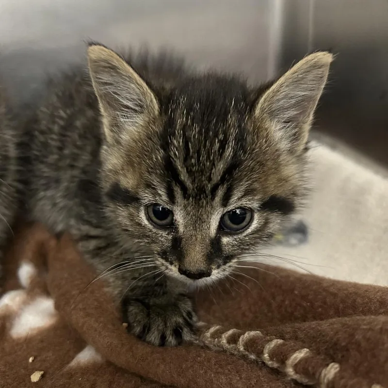 A baby small-sized female Brown / Chocolate Domestic Short Hair cat named Iepastray_ for adoption in Upland, CA