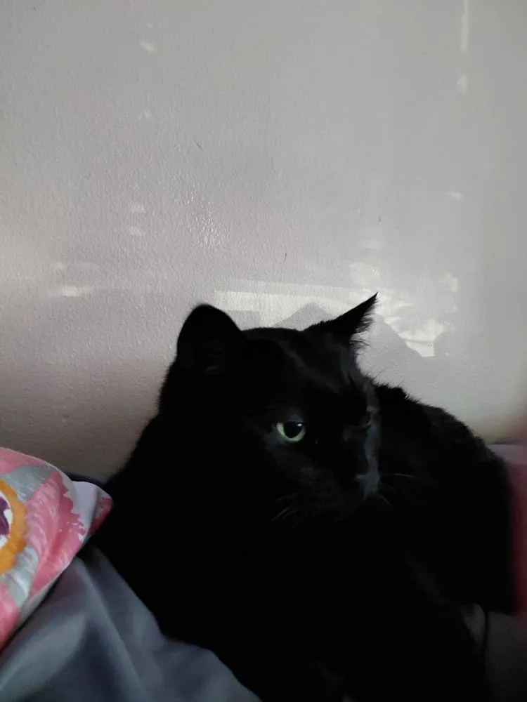 A senior large-sized female Black Domestic Short Hair cat named Tinkerbell for adoption in Bellingham, WA