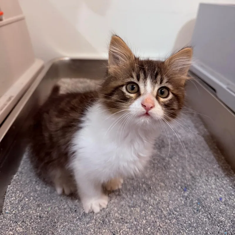 A baby small-sized male Brown / Chocolate Domestic Medium Hair cat named Autumn Crock for adoption in Eagle Mountain, UT