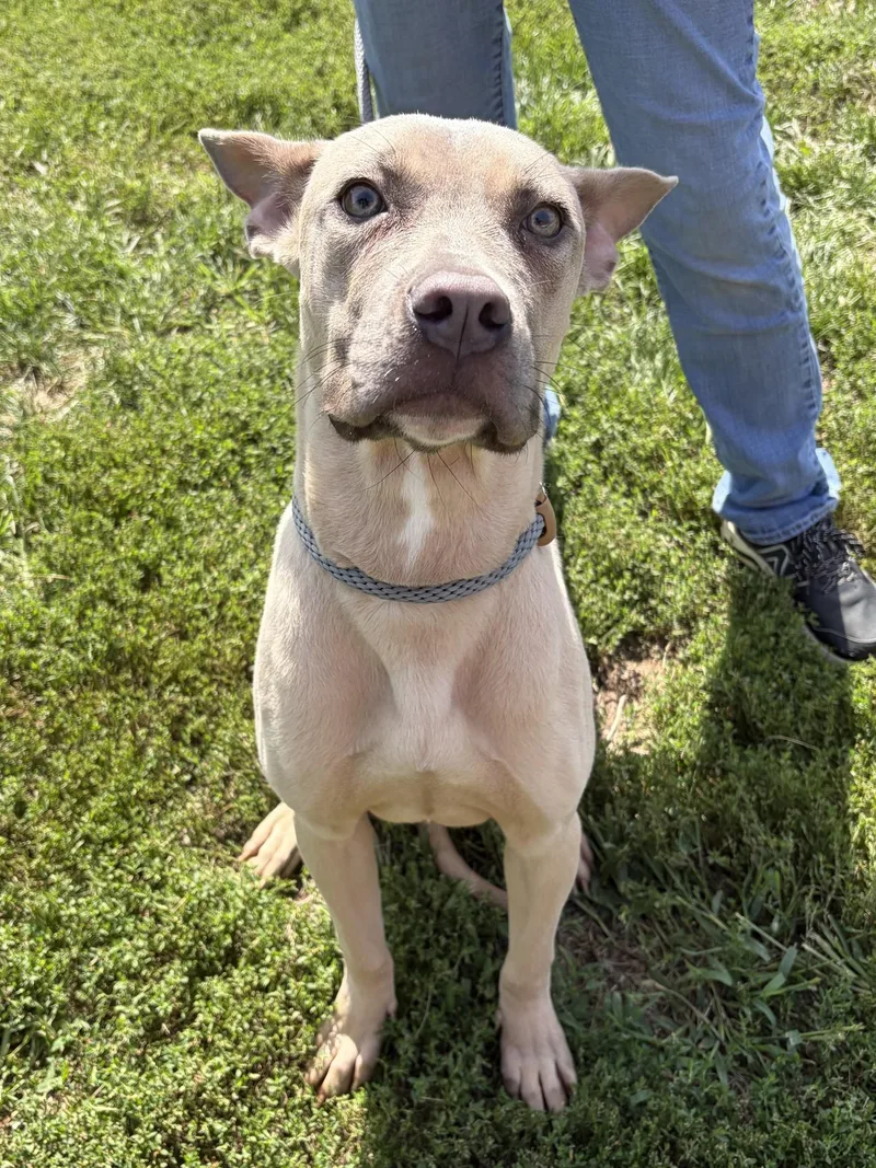 A young large-sized female Yellow / Tan / Blond / Fawn Pit Bull Terrier dog named Maple for adoption in Winchester, VA