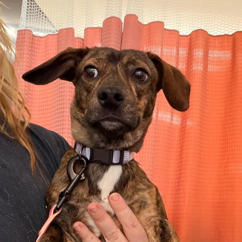 A young small-sized male Brindle Mixed Breed dog named Pumba for adoption in Indianapolis, IN