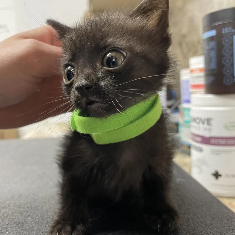 Purrincess