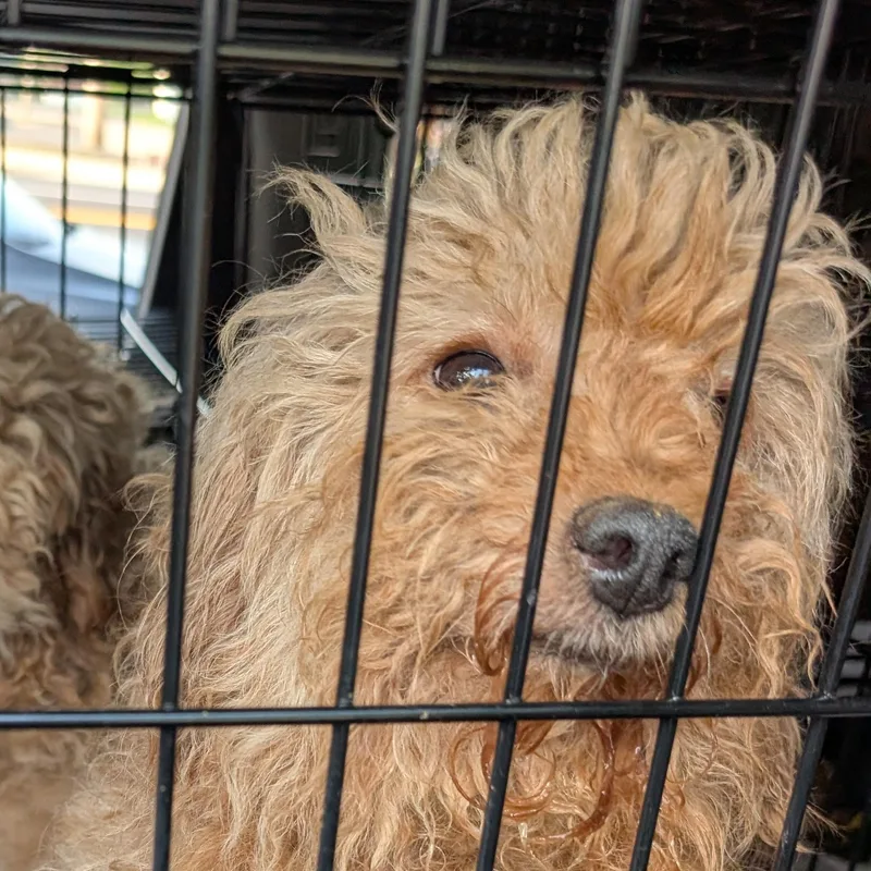 An adult small-sized female Miniature Poodle dog named Eliza for adoption in Danville, VT