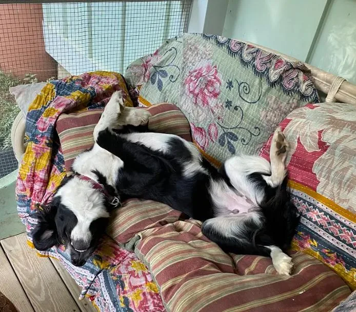 A young medium-sized female Black Border Collie dog named Gemma for adoption in Durham, NC