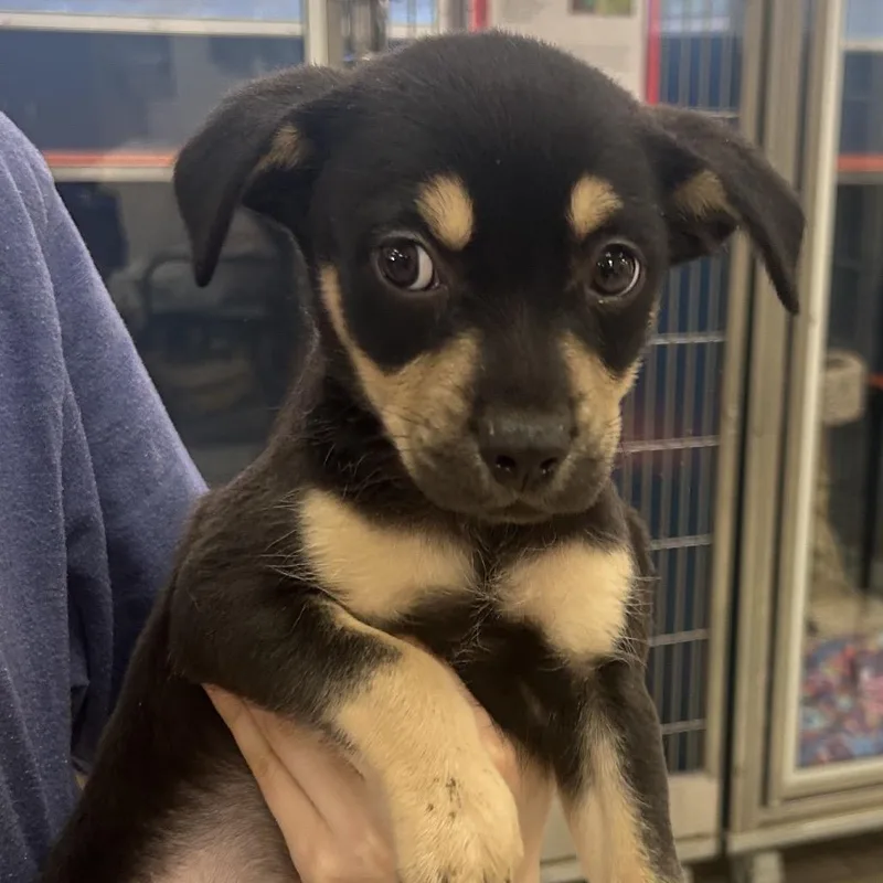 A baby small-sized male Black Shepherd dog named Oregon for adoption in Tulsa, OK