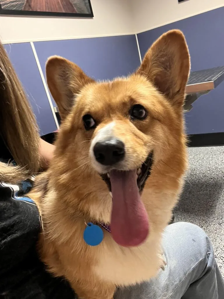 An adult medium-sized female Golden Pembroke Welsh Corgi dog named Clarice Corgi for adoption in Sammamish, WA