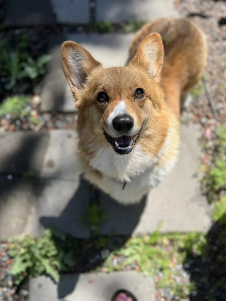 Clarice  Corgi thumbnail 2