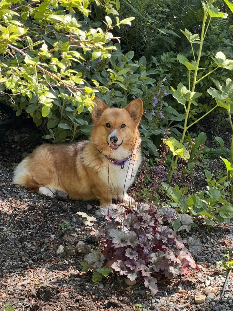Clarice  Corgi thumbnail 3