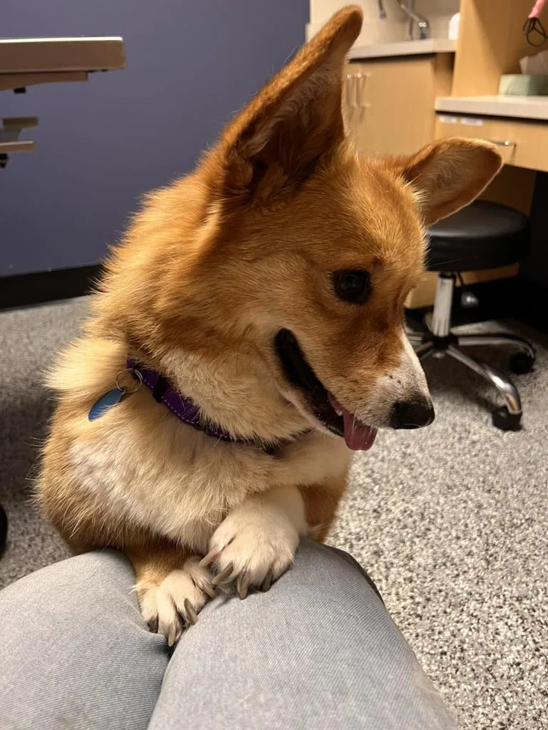 Clarice  Corgi thumbnail 4