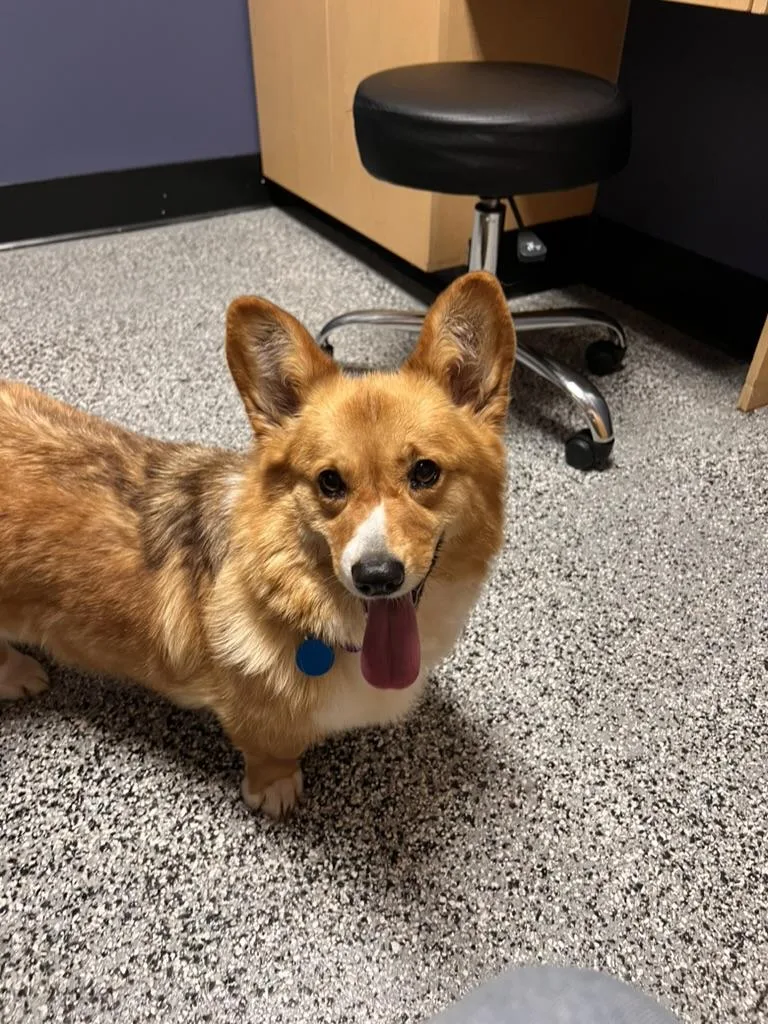 Clarice  Corgi thumbnail 5