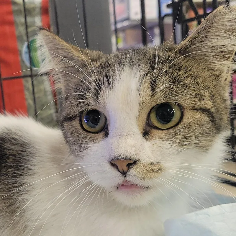 A young small-sized male White Domestic Short Hair cat named Spotty Dot Dot for adoption in Rochester, MN