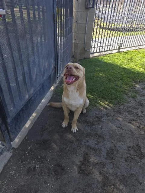 An adult large-sized male Shar-Pei dog named Mcnugget for adoption in Riverside, CA