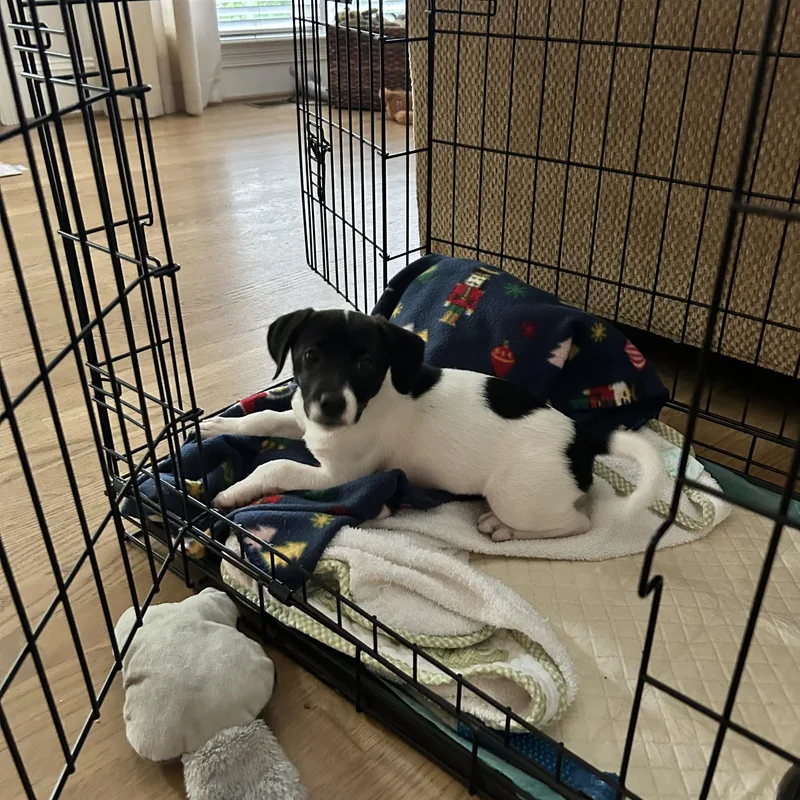 Maggie Moo