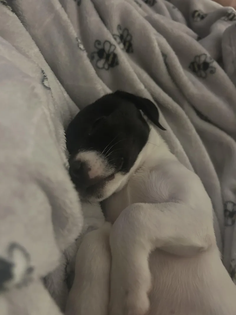 Maggie Moo thumbnail 3