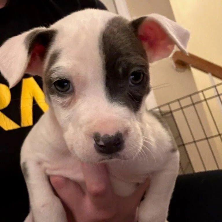 Professor Pigglesworth