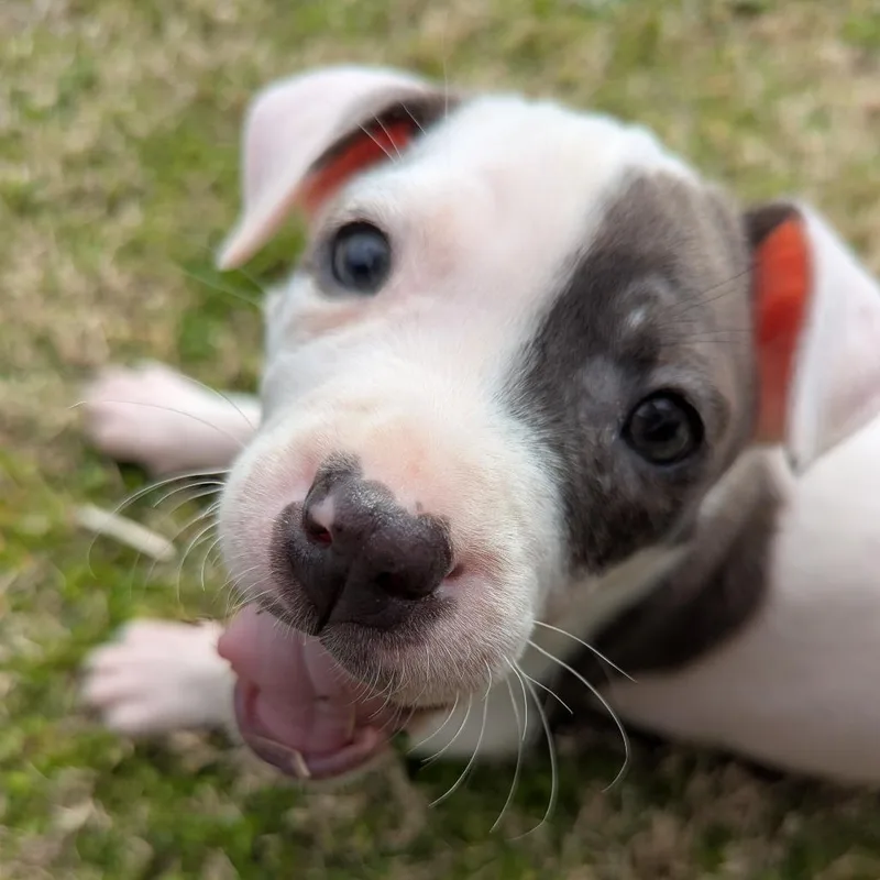 Professor Pigglesworth thumbnail 3