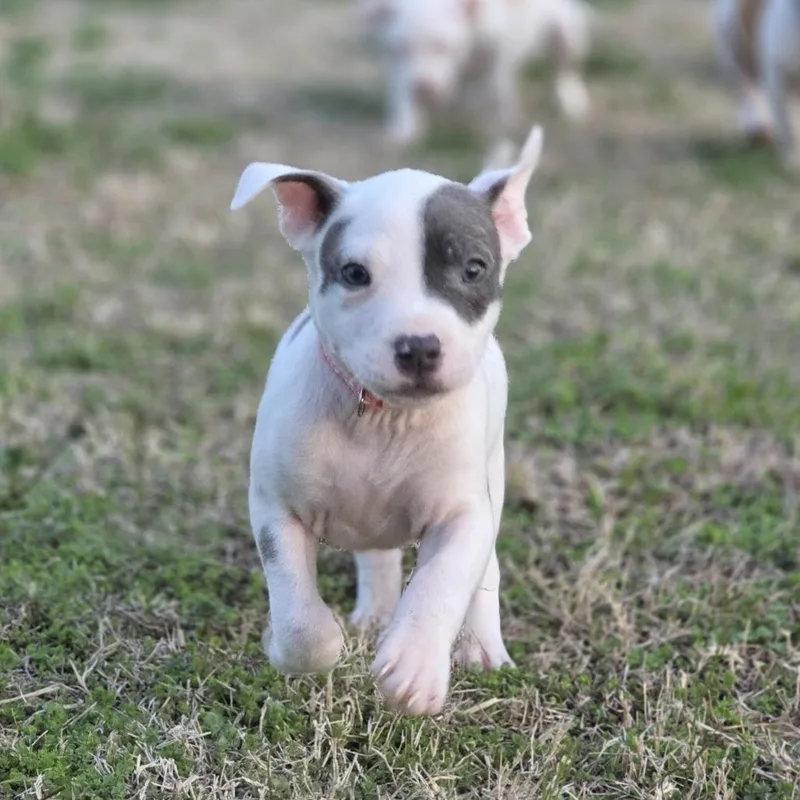 Professor Pigglesworth thumbnail 4