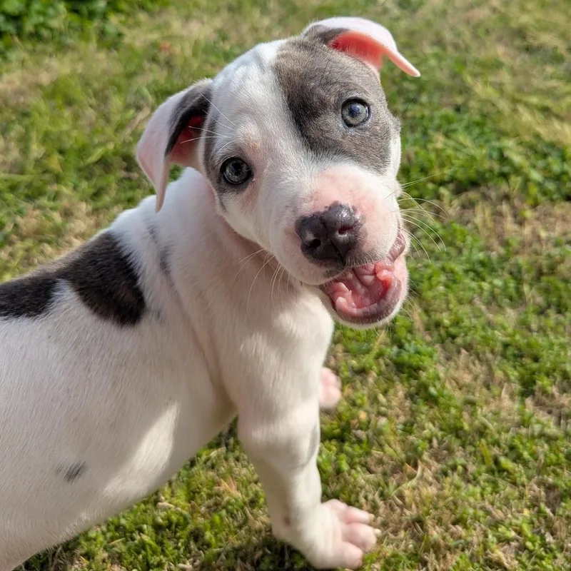 Professor Pigglesworth thumbnail 5