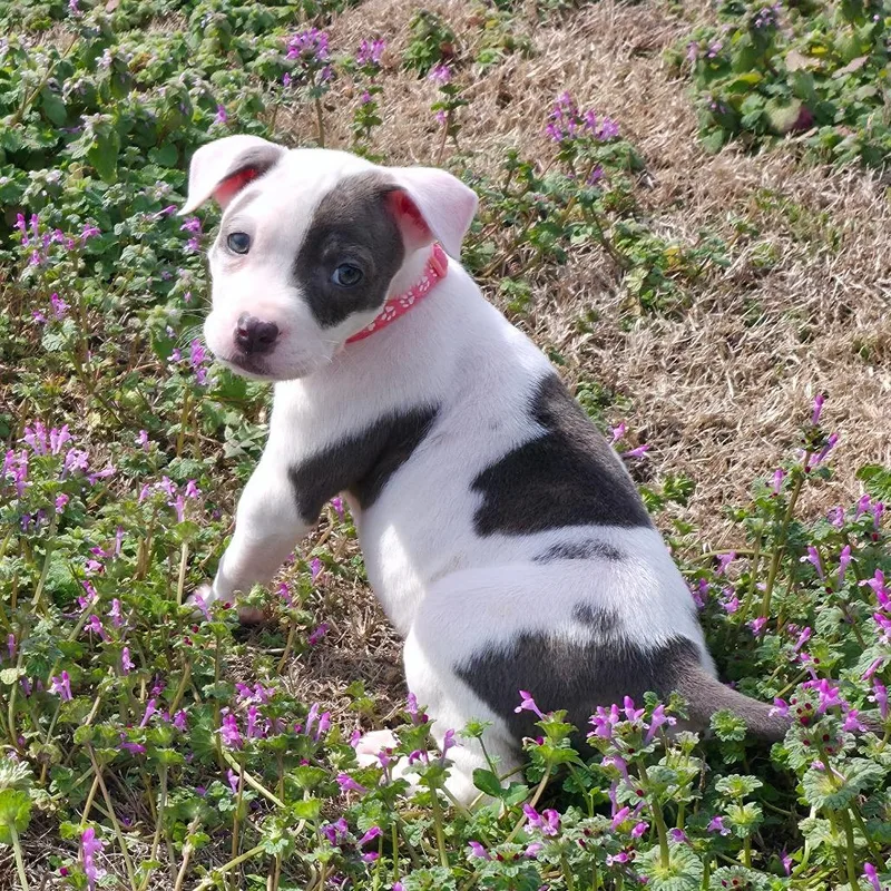 Professor Pigglesworth thumbnail 6