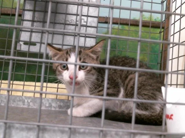 A baby small-sized male Domestic Medium Hair cat named Cosmo for adoption in Houston, TX