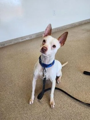 An adult small-sized male Chihuahua dog named Ghost for adoption in Oskaloosa, IA