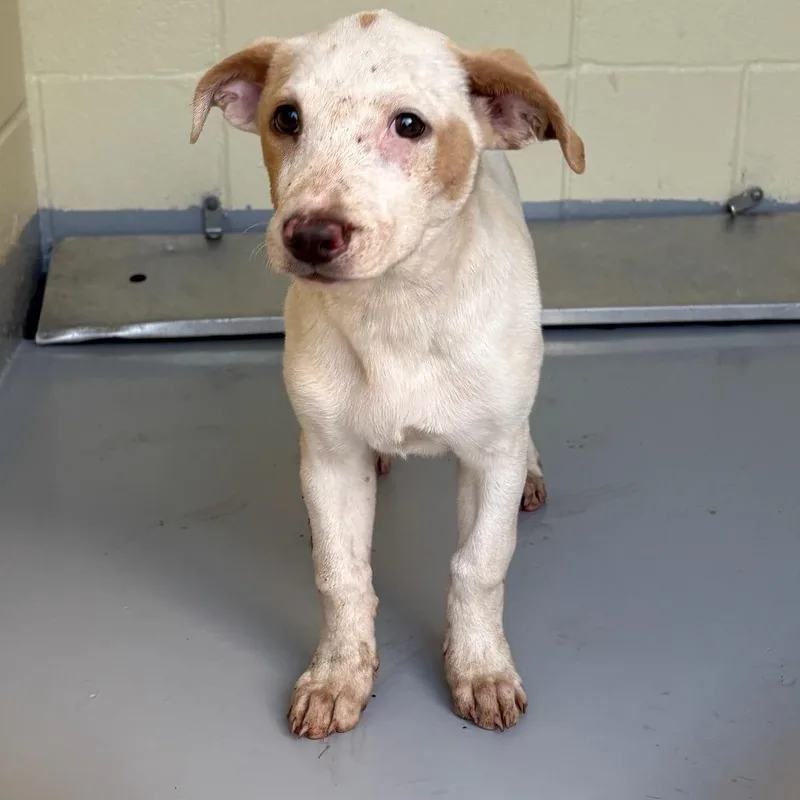 A baby small-sized female White / Cream Mixed Breed dog named Banana Bread for adoption in Lufkin, TX